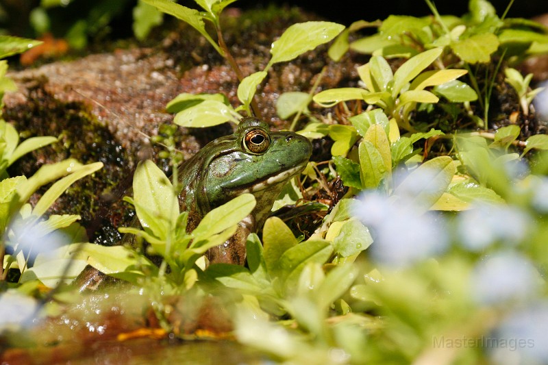 _MG_3190c.jpg - American Bullfrog (Lithobates [Rana] catesbiana)