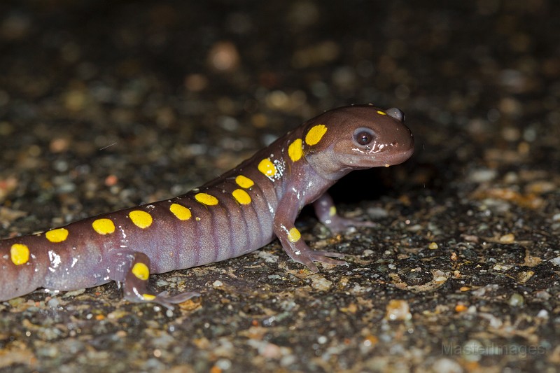 _31F1416c.jpg - Spotted Salamander (Ambystoma maculatum)