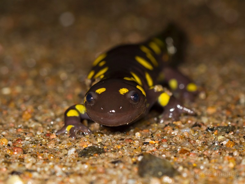 _31F1421c.jpg - Spotted Salamander (Ambystoma maculatum)