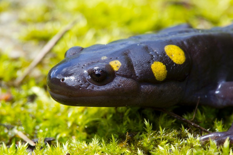 _31F1955c.jpg - Spotted Salamander (Ambystoma maculatum)