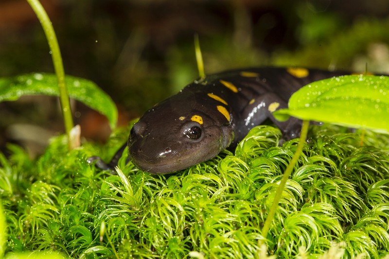 _31F1991c.jpg - Spotted Salamander (Ambystoma maculatum)