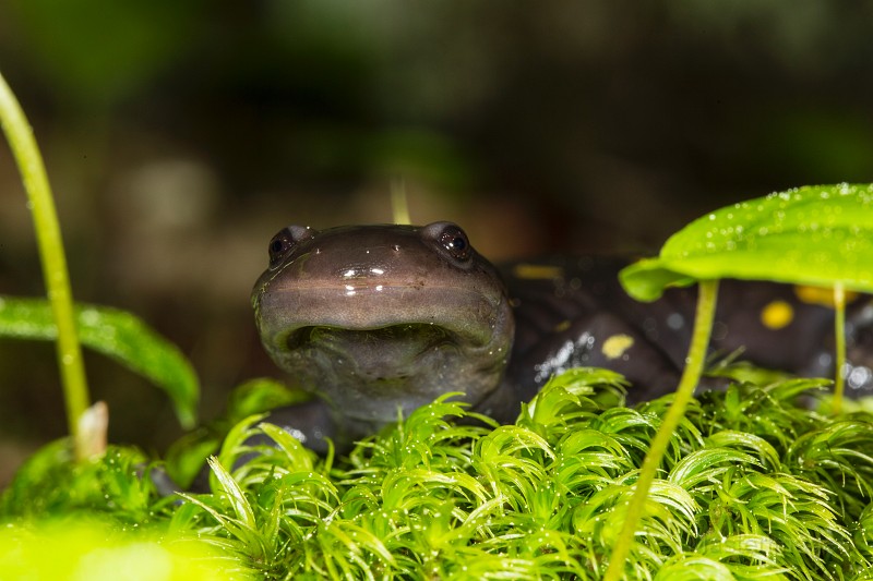_31F1996c.jpg - Spotted Salamander (Ambystoma maculatum)