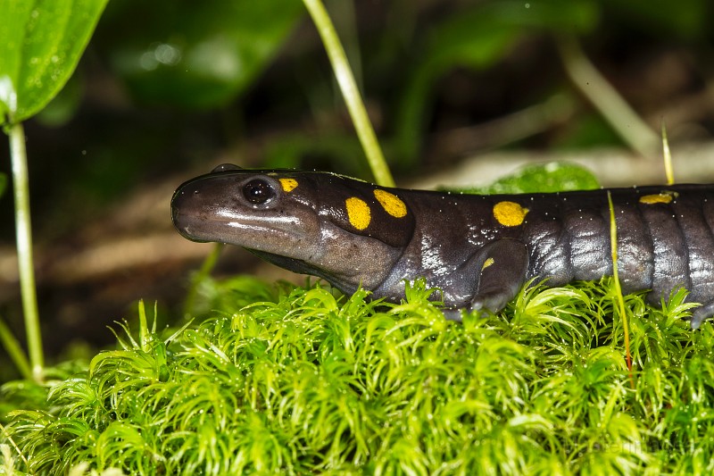 _31F1997c.jpg - Spotted Salamander (Ambystoma maculatum)