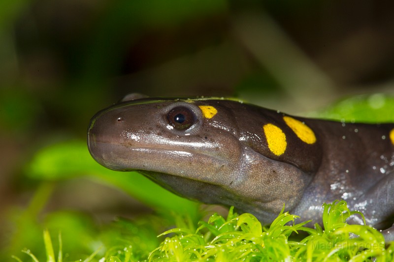 _31F1999c.jpg - Spotted Salamander (Ambystoma maculatum)