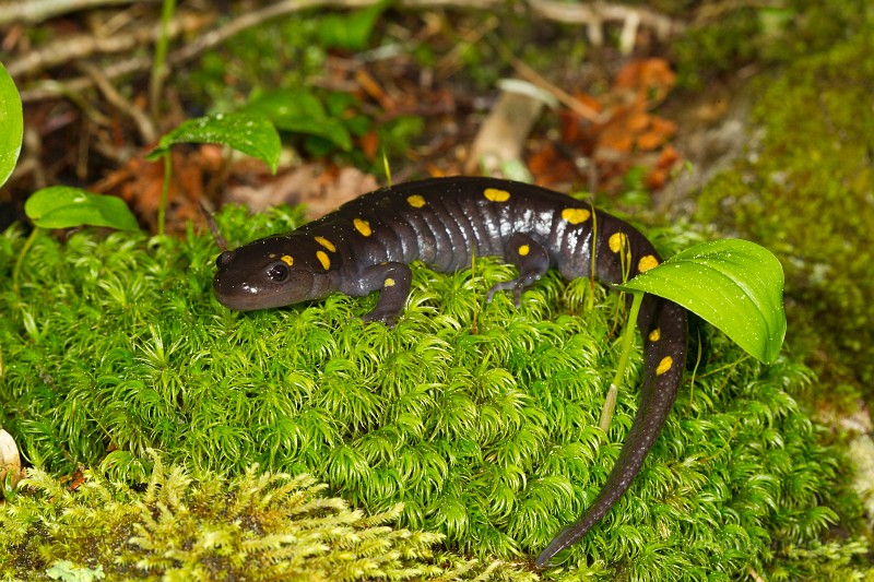 _31F2001c.jpg - Spotted Salamander (Ambystoma maculatum)