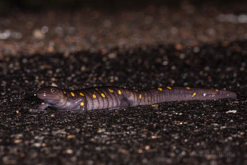 _MG_3012c.jpg - Spotted Salamander (Ambystoma maculatum)