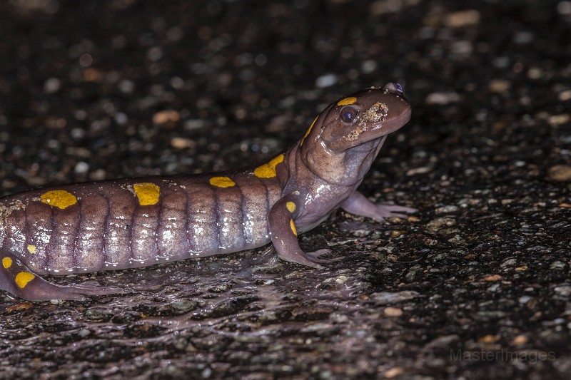 _MG_3025c.jpg - Spotted Salamander (Ambystoma maculatum)