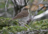IMG_4449c