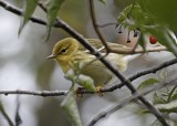 IMG_3538c