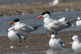IMG_4205c2