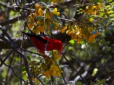 IMG_8743c