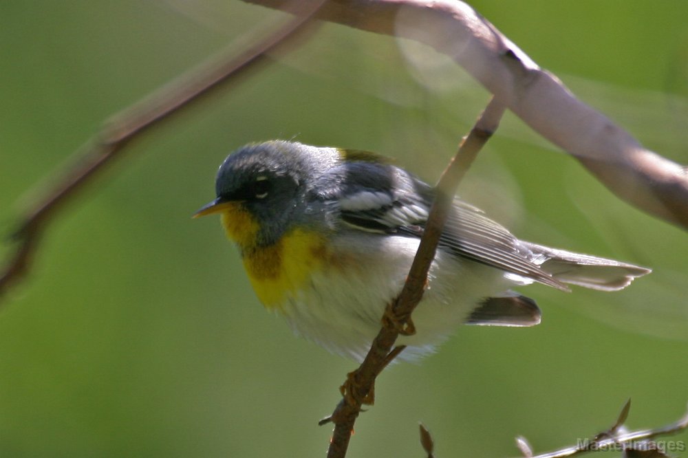 145_4578c.jpg - Northern Parula (Parula americana) - male