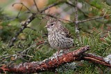 IMG_4487c