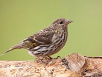 IMG_5533c