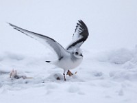 H1A0361c  Ross's Gull (Rhodostethia rosea) - first winter