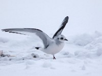 H1A0362c  Ross's Gull (Rhodostethia rosea) - first winter