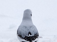 H1A0597c  Ross's Gull (Rhodostethia rosea) - first winter