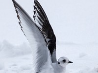 H1A0640c  Ross's Gull (Rhodostethia rosea) - first winter