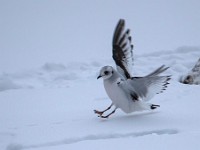Q0I3051c  Ross's Gull (Rhodostethia rosea) - first winter