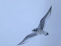 Q0I3061c  Ross's Gull (Rhodostethia rosea) - first winter