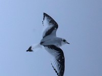 Q0I3066c  Ross's Gull (Rhodostethia rosea) - first winter