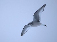 Q0I3074c  Ross's Gull (Rhodostethia rosea) - first winter