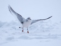 Q0I3098c  Ross's Gull (Rhodostethia rosea) - first winter