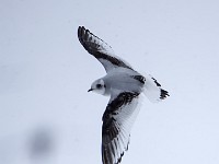 Q0I3109c  Ross's Gull (Rhodostethia rosea) - first winter