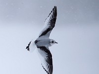 Q0I3130c  Ross's Gull (Rhodostethia rosea) - first winter