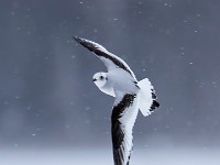 Q0I3178c  Ross's Gull (Rhodostethia rosea) - first winter