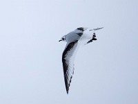 Q0I3185c  Ross's Gull (Rhodostethia rosea) - first winter