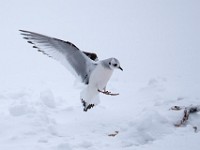 Q0I3304c  Ross's Gull (Rhodostethia rosea) - first winter