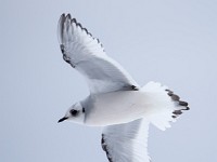 Q0I3339c  Ross's Gull (Rhodostethia rosea) - first winter