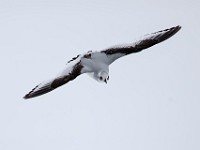 Q0I3398c  Ross's Gull (Rhodostethia rosea) - first winter