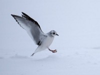 Q0I3405c  Ross's Gull (Rhodostethia rosea) - first winter