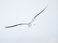 Q0I3472c  Ross's Gull (Rhodostethia rosea) - first winter
