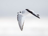 Q0I3477c  Ross's Gull (Rhodostethia rosea) - first winter