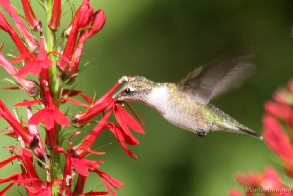 Cardinal Flowers Attract Hummingbirds | Amazing Flowers That Attract Hummingbirds To Keep In Your Homestead