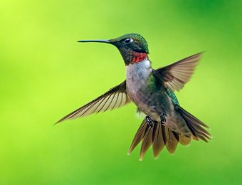 Hummingbird Individuals
