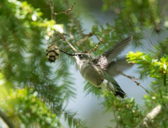 Hummingbird Nest