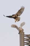 IMG_6574c