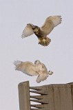 IMG_6586c