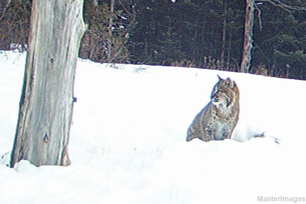 Bobcat_011710_0751hrs.jpg - Bobcat (Lynx rufus) 