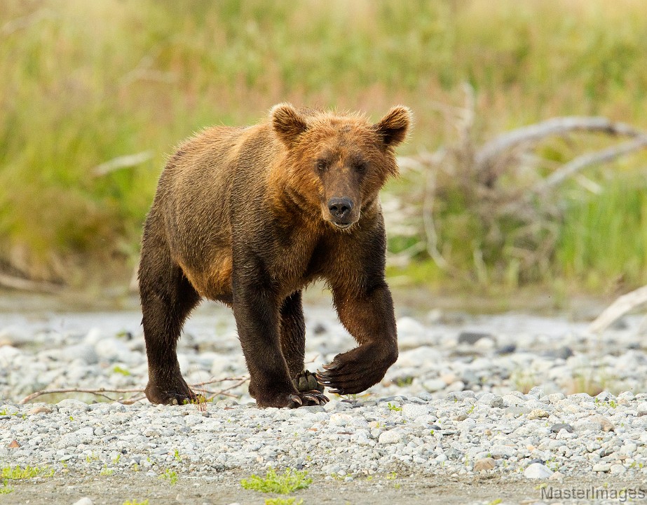 _31F3398c.jpg - Brown Bear (Ursus arctos)