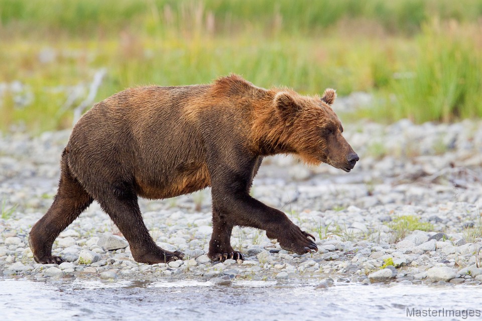 _31F3405c.jpg - Brown Bear (Ursus arctos)