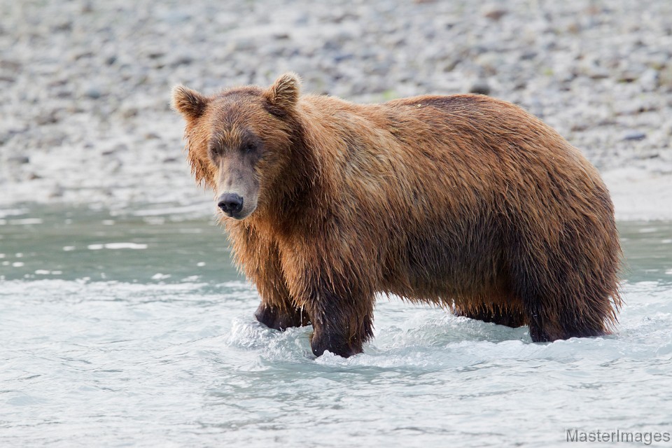 _31F3424c.jpg - Brown Bear (Ursus arctos)
