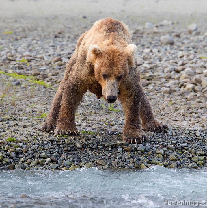 _31F3442c.jpg - Brown Bear (Ursus arctos)
