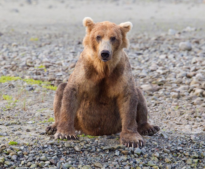 _31F3447c.jpg - Brown Bear (Ursus arctos)