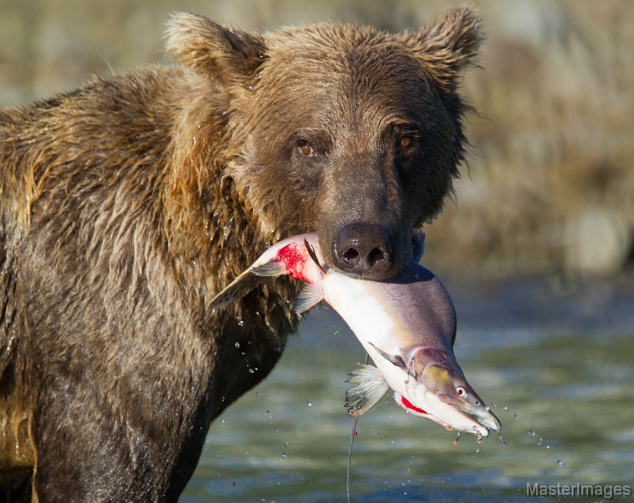 _31F3607c.jpg - Brown Bear (Ursus arctos)