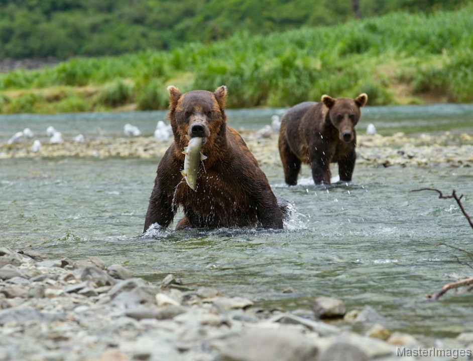 _31F4535c.jpg - Brown Bear (Ursus arctos)